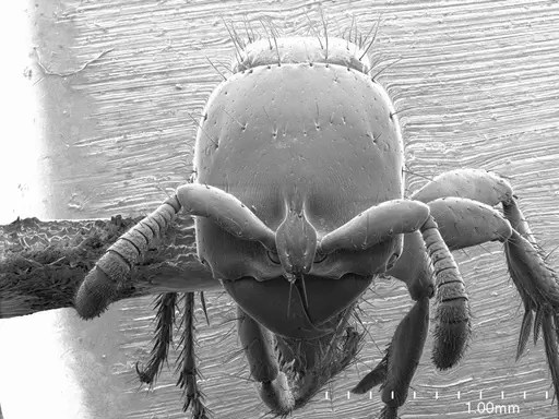 Acanthostichus serratulus specimen ANTWEB1008492 image antweb1008492_3