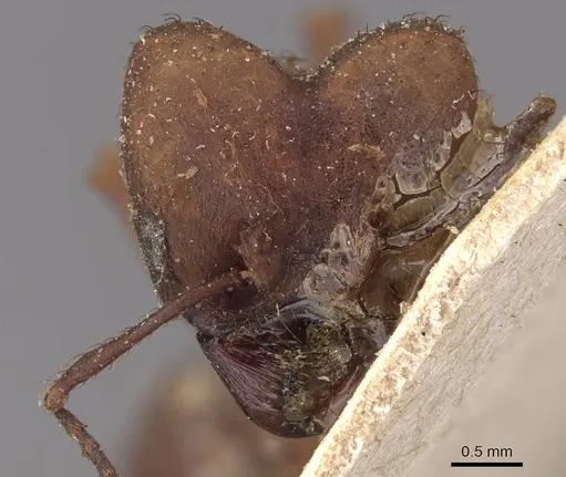 Acromyrmex landolti specimen CASENT0909434 image casent0909434_2