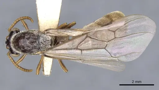 Aenictus ambiguus specimen CASENT0901981 image casent0901981_1