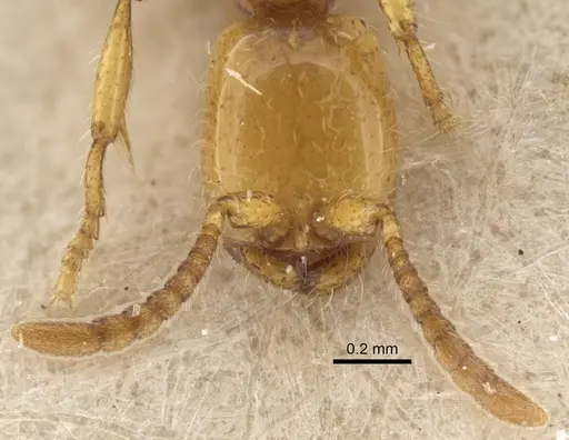 Aenictus rhodiensis specimen CASENT0917362 image casent0917362_3