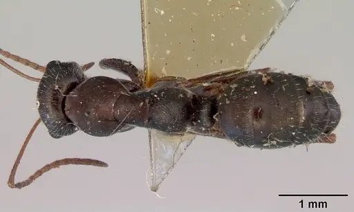 Alloformica aberrans specimen CASENT0172238 image casent0172238_1