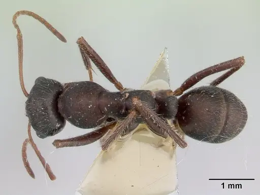 Alloformica aberrans specimen CASENT0178495 image casent0178495_1