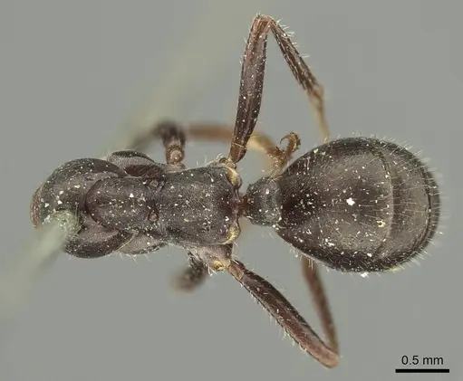 Alloformica aberrans specimen CASENT0915629 image casent0915629_1