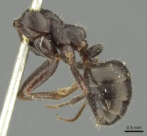 Alloformica aberrans specimen CASENT0915629 image casent0915629_3