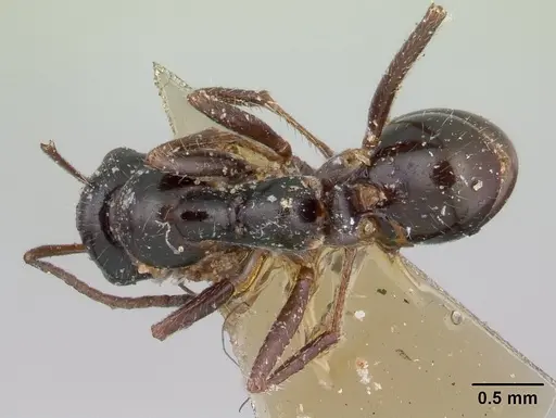 Alloformica nitidior specimen CASENT0178496 image casent0178496_1