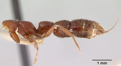 Amblyopone gingivalis specimen CASENT0172201 image casent0172201_3