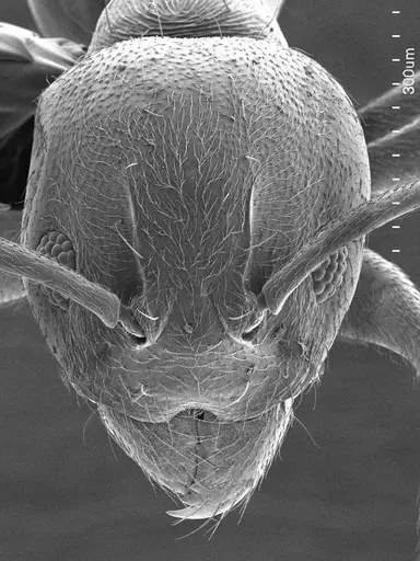 Aneuretus simoni specimen ANTWEB1008503 image antweb1008503_3