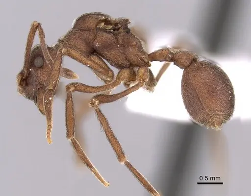 Apterostigma collare specimen CASENT0612213 image casent0612213_3