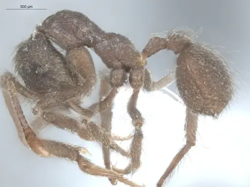 Apterostigma pilosum specimen ECOFOG-IT14-0267-28 image ecofog-it14-0267-28_3