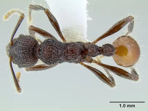 Aretidris buenaventei specimen CASENT0106232 image casent0106232_1