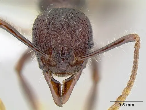 Aretidris buenaventei specimen CASENT0106232 image casent0106232_2