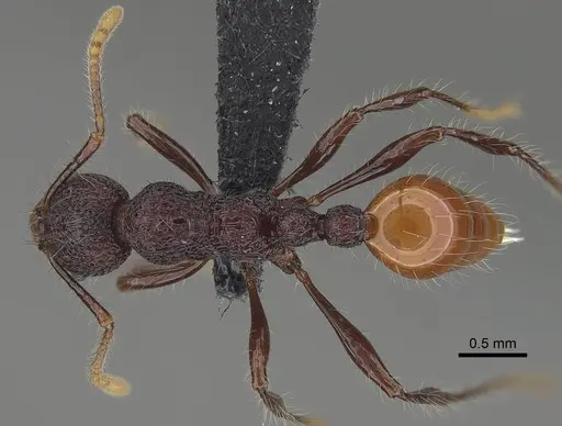Aretidris buenaventei specimen CASENT0919619 image casent0919619_1