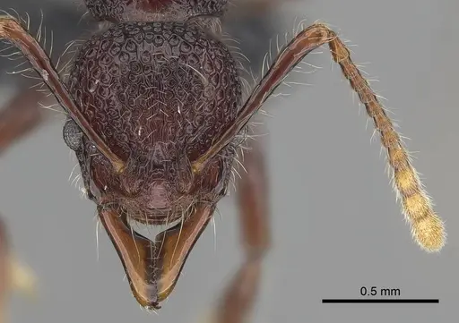 Aretidris buenaventei specimen CASENT0919619 image casent0919619_2