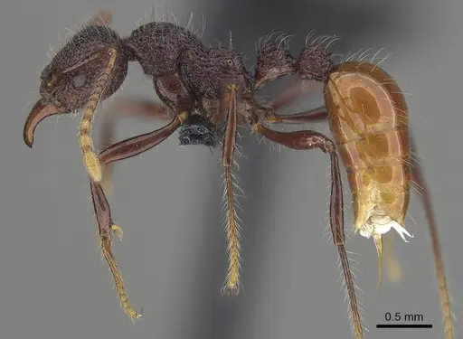 Aretidris buenaventei specimen CASENT0919619 image casent0919619_3