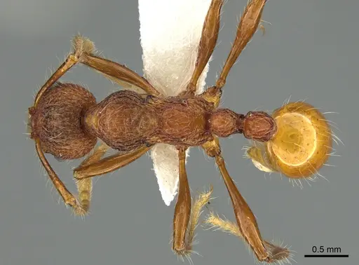 Aretidris buenaventei specimen CASENT0923698 image casent0923698_1