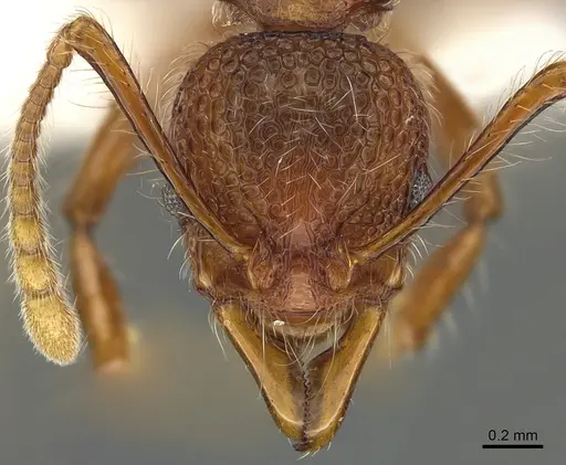 Aretidris buenaventei specimen CASENT0923698 image casent0923698_2