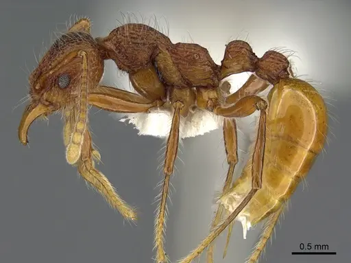 Aretidris buenaventei specimen CASENT0923698 image casent0923698_3