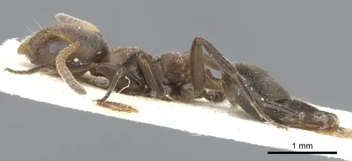 Axinidris nigripes specimen CASENT0902933 image casent0902933_3