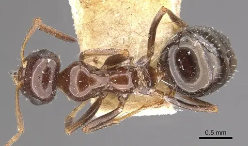 Bajcaridris kraussii specimen CASENT0911065 image casent0911065_1