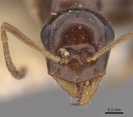 Bajcaridris kraussii specimen CASENT0911065 image casent0911065_2