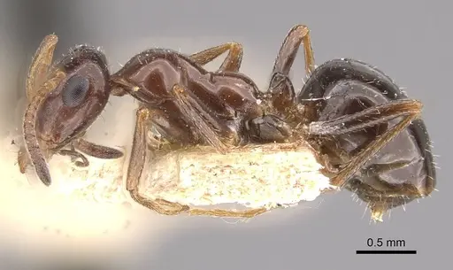 Bajcaridris kraussii specimen CASENT0911065 image casent0911065_3