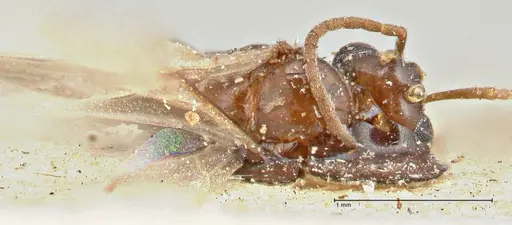Bajcaridris kraussii specimen FOCOL2973 image focol2973_1