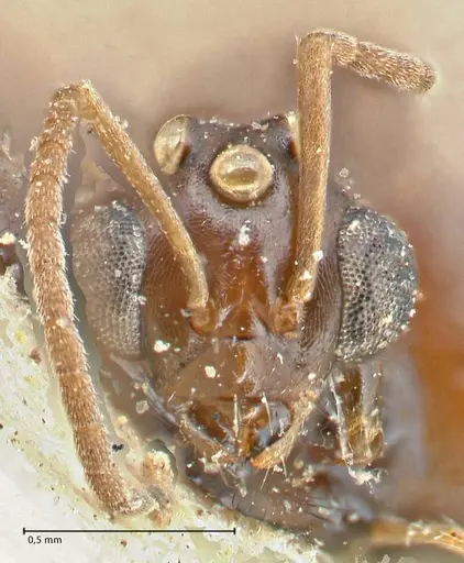 Bajcaridris kraussii specimen FOCOL2973 image focol2973_2