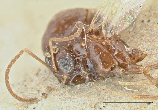 Bajcaridris kraussii specimen FOCOL2973 image focol2973_3