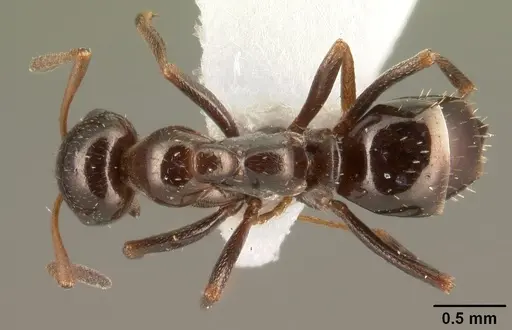 Bajcaridris theryi specimen CASENT0101950 image casent0101950_1