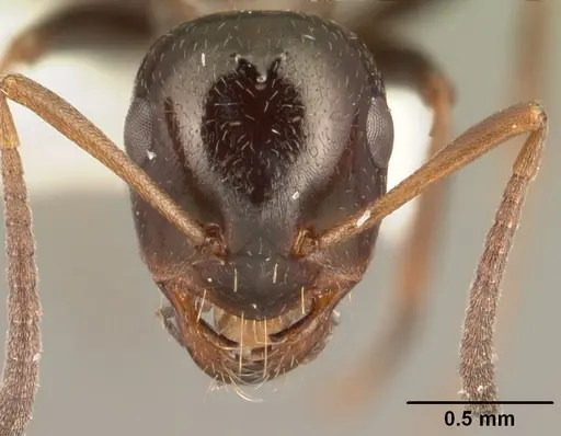 Bajcaridris theryi specimen CASENT0101950 image casent0101950_2