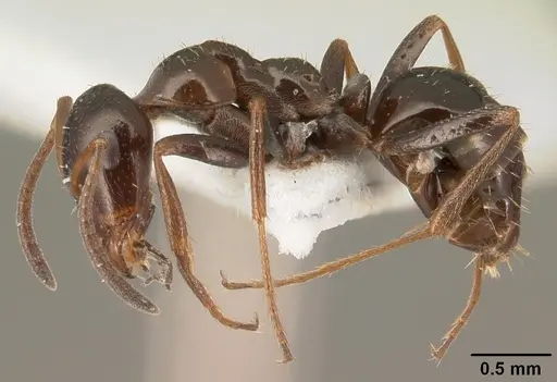 Bajcaridris theryi specimen CASENT0101950 image casent0101950_3
