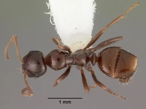 Bajcaridris theryi specimen CASENT0102379 image casent0102379_1