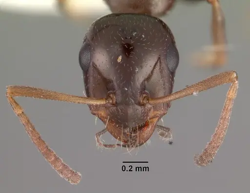 Bajcaridris theryi specimen CASENT0102379 image casent0102379_2