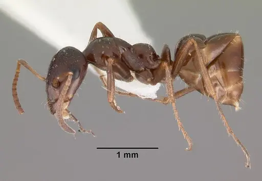 Bajcaridris theryi specimen CASENT0102379 image casent0102379_3