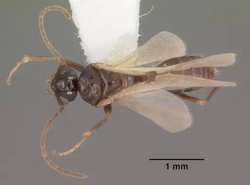 Bajcaridris theryi specimen CASENT0102380 image casent0102380_1