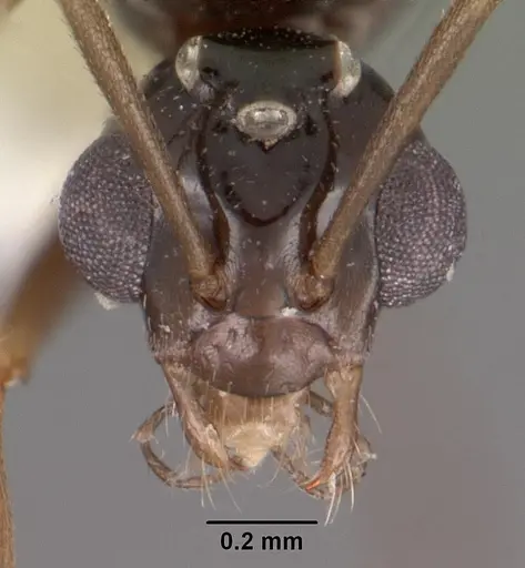 Bajcaridris theryi specimen CASENT0102380 image casent0102380_2