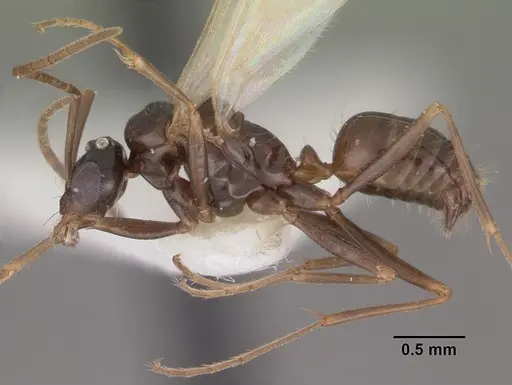 Bajcaridris theryi specimen CASENT0102380 image casent0102380_3