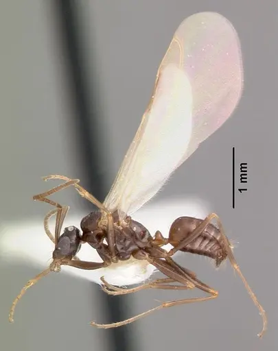 Bajcaridris theryi specimen CASENT0102380 image casent0102380_4
