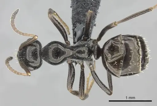Bajcaridris theryi specimen CASENT0235255 image casent0235255_1
