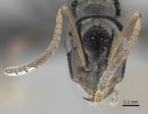 Bajcaridris theryi specimen CASENT0235255 image casent0235255_2