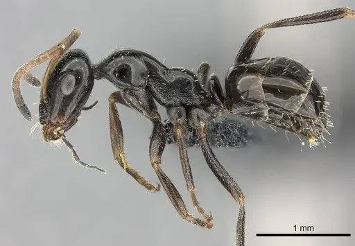 Bajcaridris theryi specimen CASENT0235255 image casent0235255_3