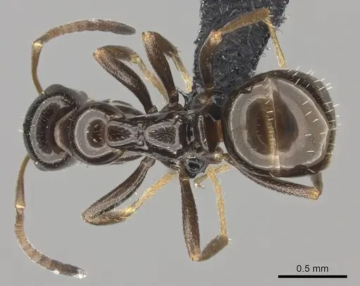 Bajcaridris theryi specimen CASENT0235256 image casent0235256_1