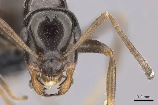 Bajcaridris theryi specimen CASENT0235256 image casent0235256_2
