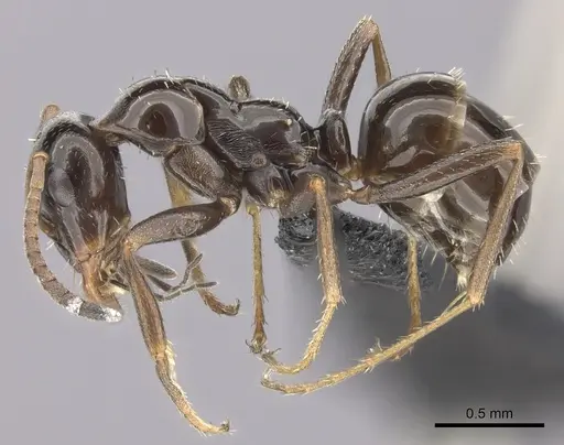 Bajcaridris theryi specimen CASENT0235256 image casent0235256_3