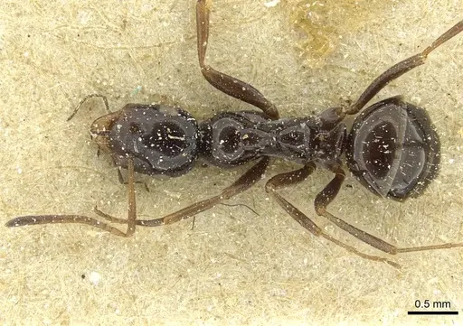 Bajcaridris theryi specimen CASENT0912168 image casent0912168_1