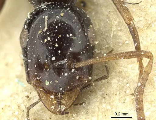 Bajcaridris theryi specimen CASENT0912168 image casent0912168_2