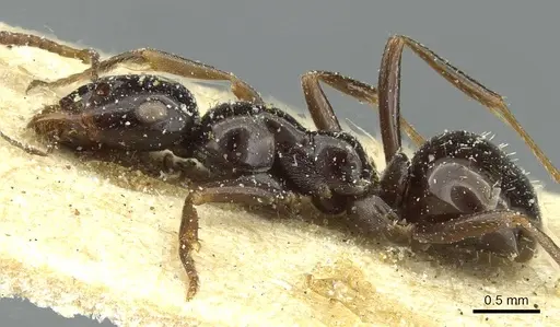 Bajcaridris theryi specimen CASENT0912168 image casent0912168_3
