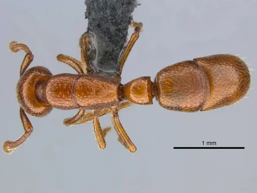 Boloponera ikemkha specimen CASENT0254320 image casent0254320_1