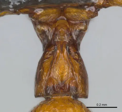 Boloponera ikemkha specimen CASENT0254320 image casent0254320_2
