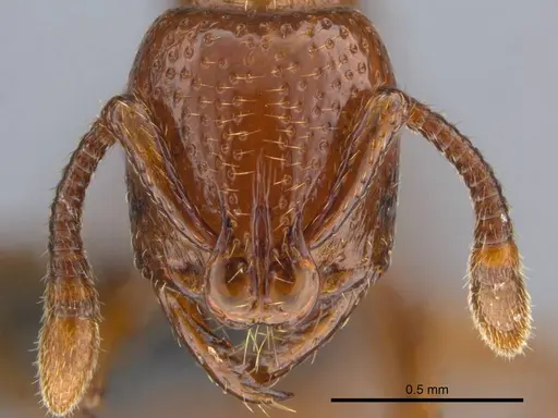 Boloponera ikemkha specimen CASENT0254320 image casent0254320_3